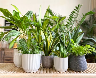 5-sterke-kamerplanten-voor-lage-temperaturen