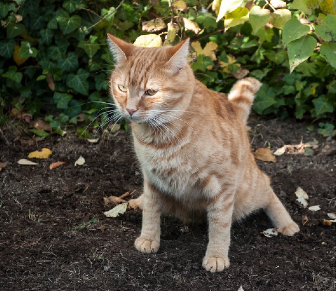 Hoe houd ik katten weg uit mijn (moes)tuin?