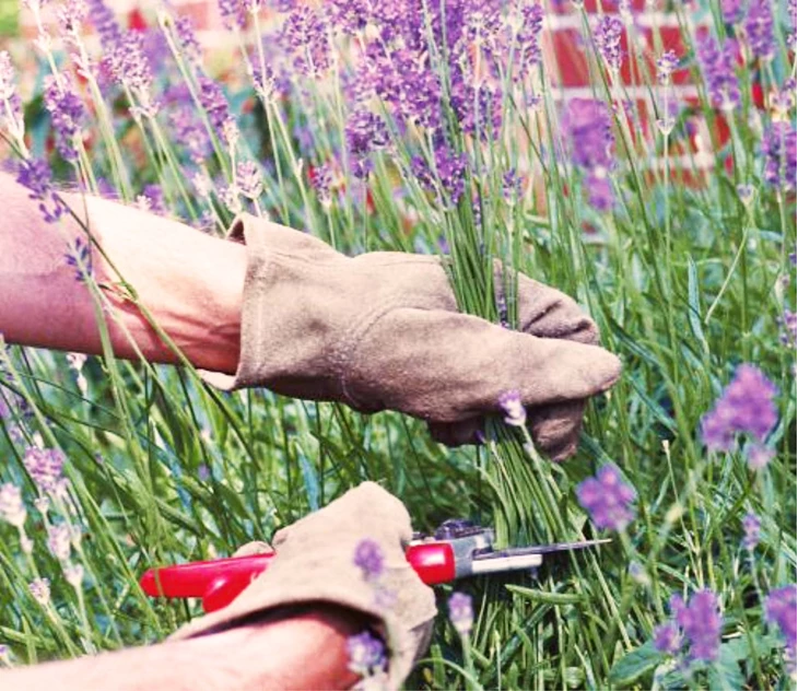 is-het-echt-nodig-om-lavendel-te-snoeien-ja