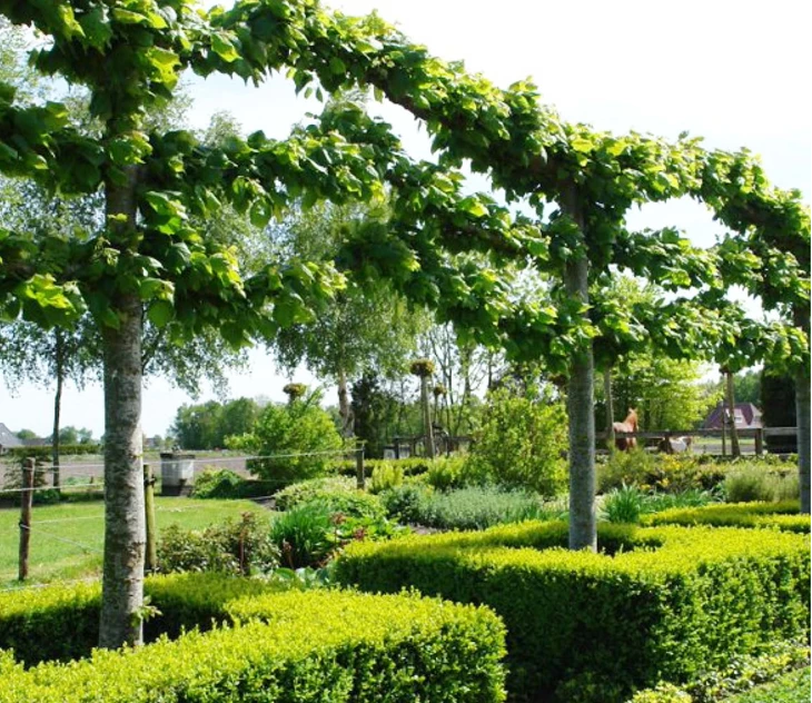 leibomen-een-haag-op-hoogte