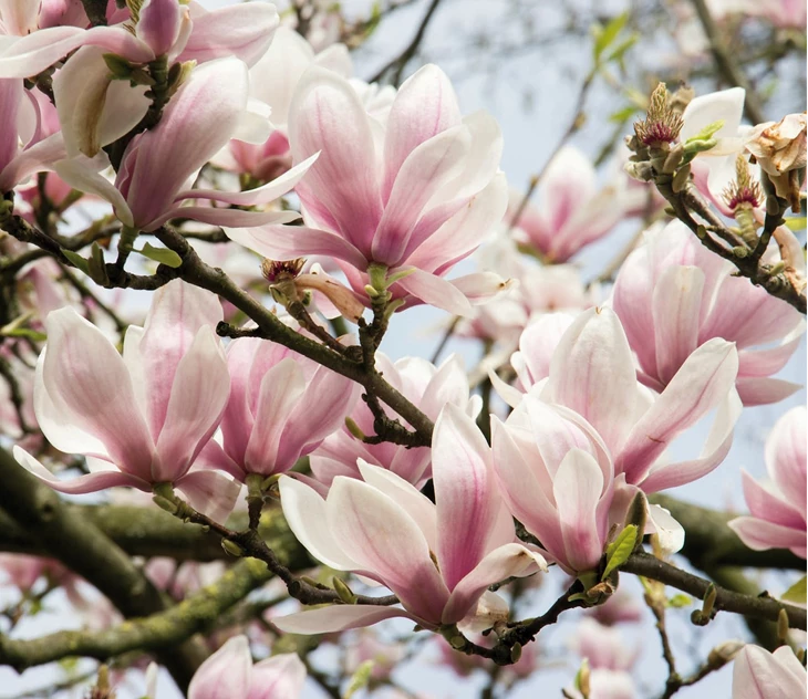 Vijgen Houden Eenvoudiger Dan Je Denkt Tuincentrum Pelckmans