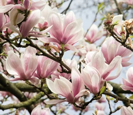 de-allermooiste-magnolias-voor-de-tuin