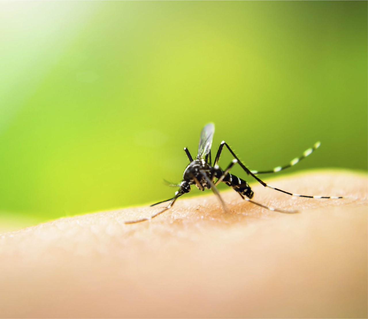 top 10 planten als muggenverjagers