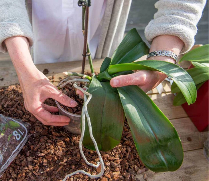 tips-tricks-voor-orchideeen