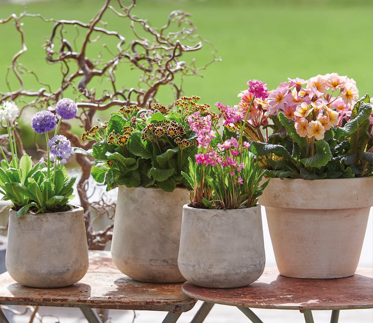 voorjaarsverrassingen-in-de-tuin