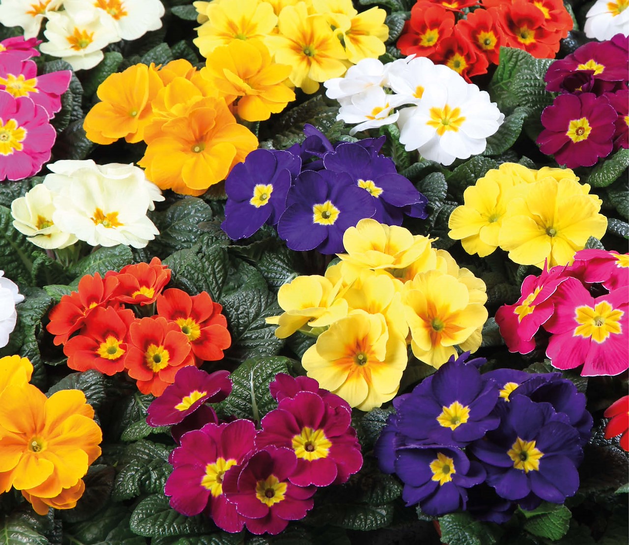 ontsleutel-de-lente-met-primulas-2