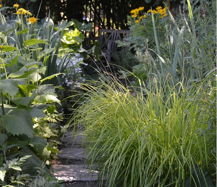 schaduw-lastig-niet-voor-deze-planten-2
