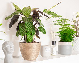 5-niet-giftige-kamerplanten-voor-je-woning