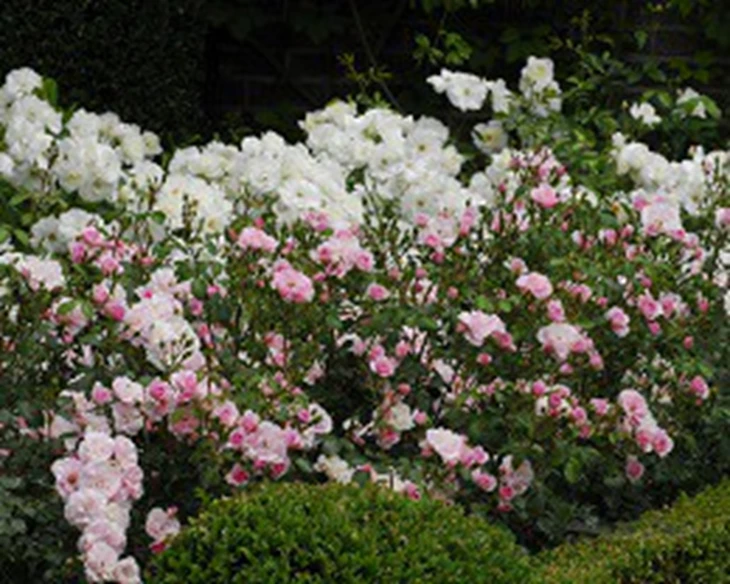 rozen-in-de-border-goed-voor-5-maanden-kleur