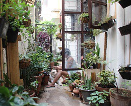5-kamerplanten-die-deze-zomer-je-balkon-of-terras-kunnen-sieren-2