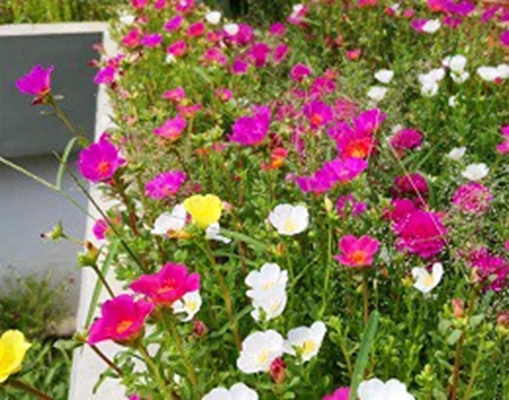 carnaval-in-de-zomer-de-portulaca