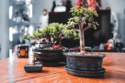 zo-creeer-en-verzorg-je-je-eigen-bonsaiboom