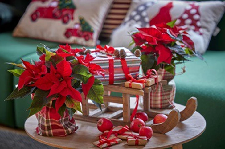 met-deze-kamerplanten-maak-je-je-woning-klaar-voor-de-kerst