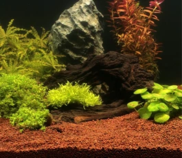 een-aquarium-met-weinig-planten-kies-voor-een-substraatbodem
