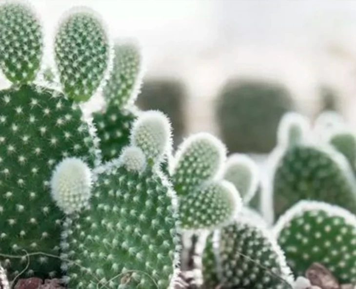 hoe-krijg-je-je-cactus-de-winter-door
