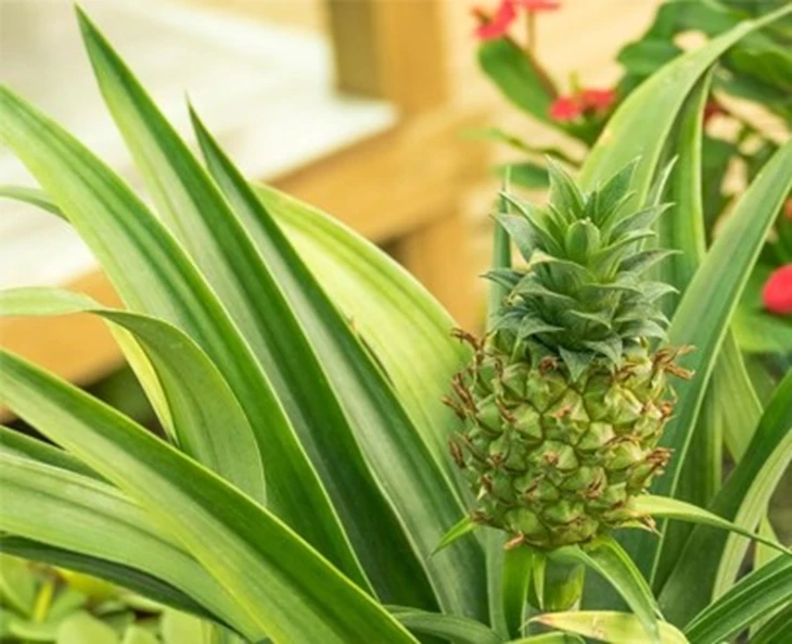 hoe-verzorg-je-je-ananasplant-of-bromelia