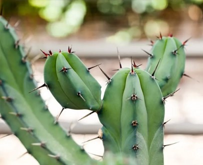 5-unieke-cactussoorten-voor-jouw-woning