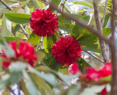 Rhododendron, Een Veelzijdige Voorjaarsbloeier - Tuincentrum Pelckmans