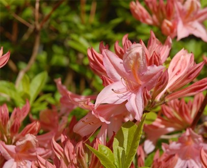 de-azalea-stiekem-toch-een-rhododendron
