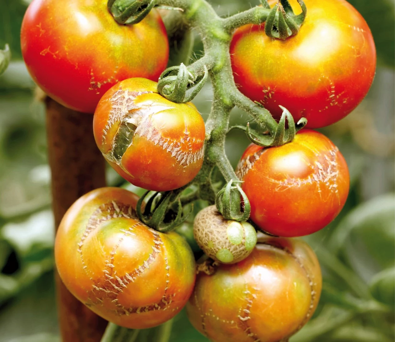 tomatenproblemen-oplossen-en-voorkomen
