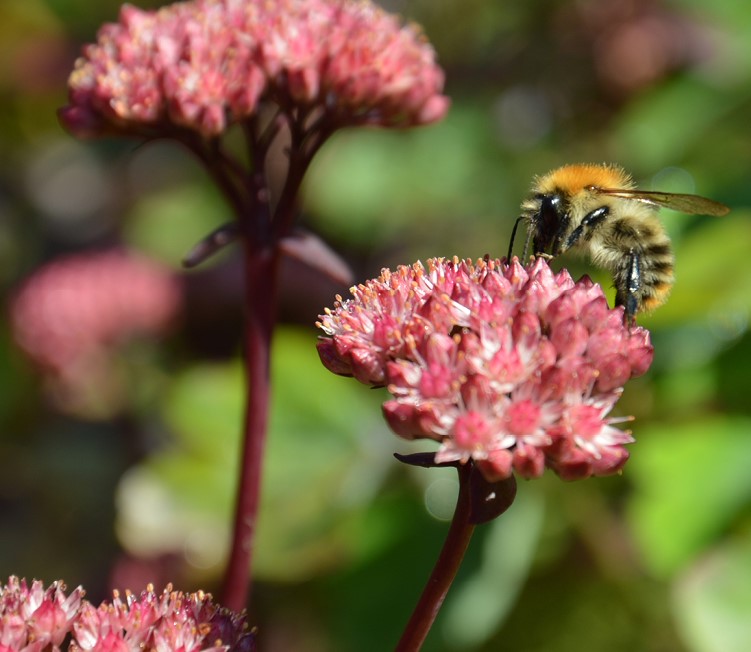 5 dingen waar je de bijen écht mee helpt Een bijvriendelijke tuin? Zo doe je dat. 
