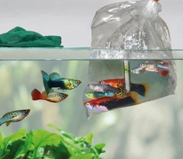 hoe-moet-ik-nieuwe-vissen-overzetten-op-mijn-aquarium