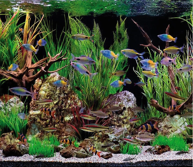 welke-vissen-kunnen-samen-in-een-aquarium