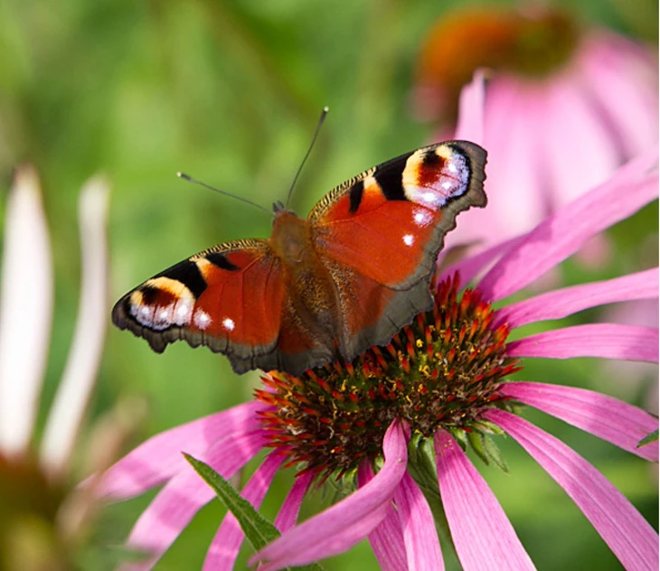 10-tips-voor-meer-vlinders-in-je-tuin