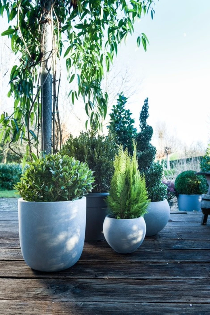 kerstplanten-voor-binnen-of-buiten