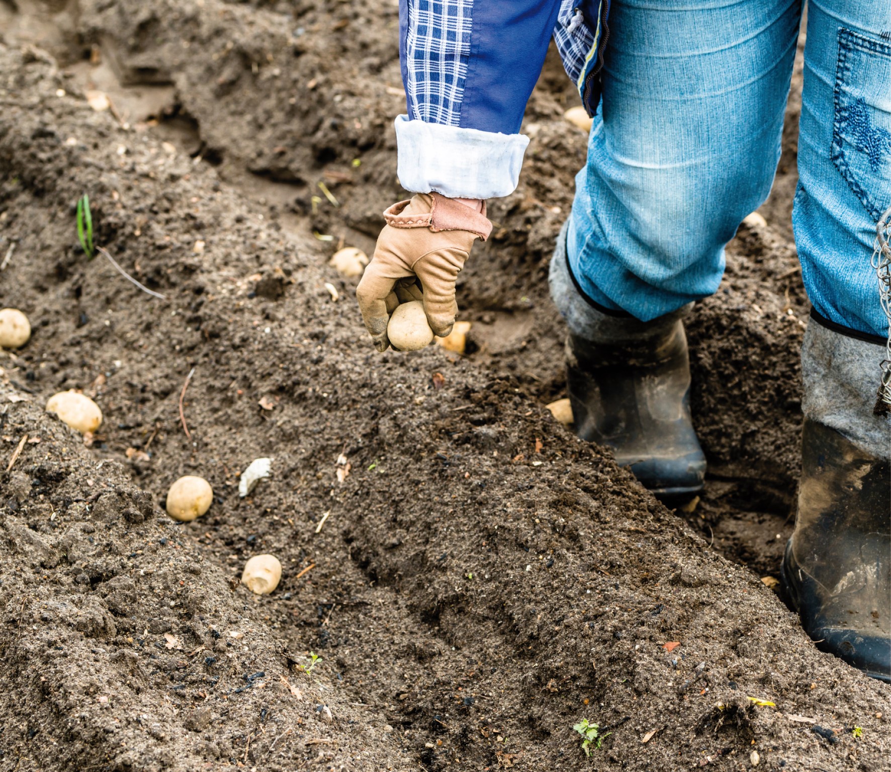 Aardappelen kweken 5 stappen tot succesvolle oogst Tuincentrum Pelckmans