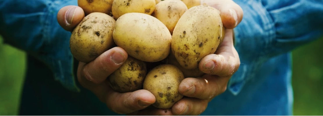 Aardappelen Kweken – 5 Stappen Tot Succesvolle Oogst - Tuincentrum Pelckmans