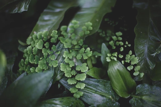 Adiantum