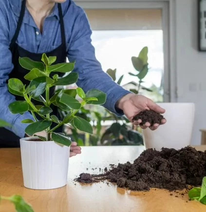 Allersterkste kamerplanten Clusia 638521570282966676