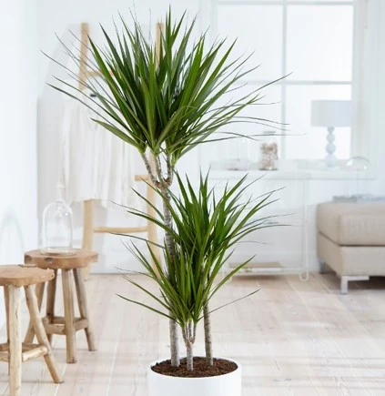 Allersterkste kamerplanten Dracaena 638521578455947413