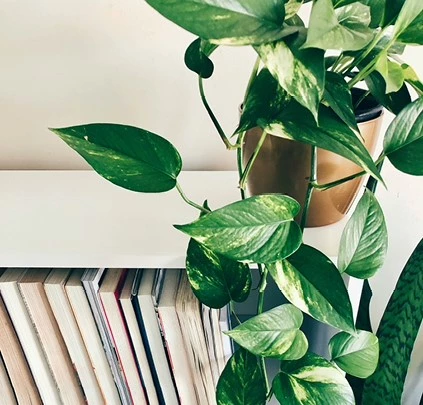 Allersterkste kamerplanten Epipremnum 638521568018626988