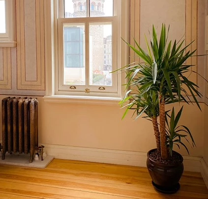 Allersterkste kamerplanten Yucca 638521559618775920