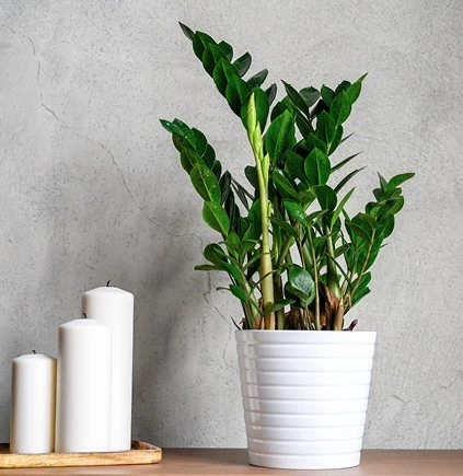 Allersterkste kamerplanten Zamioculcas 638521561967923652