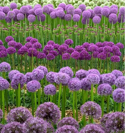 Allium BloembolVanHetJaar2023 5 638314882552650468