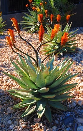 Aloe ferox 638412542285723234