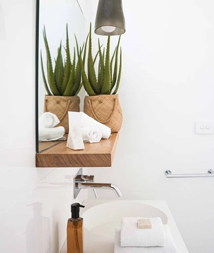 Aloe vera 2 638412530005061529