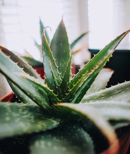 Aloe vera 638412530142648065