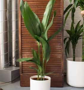 Aspidistra 637971199560467496