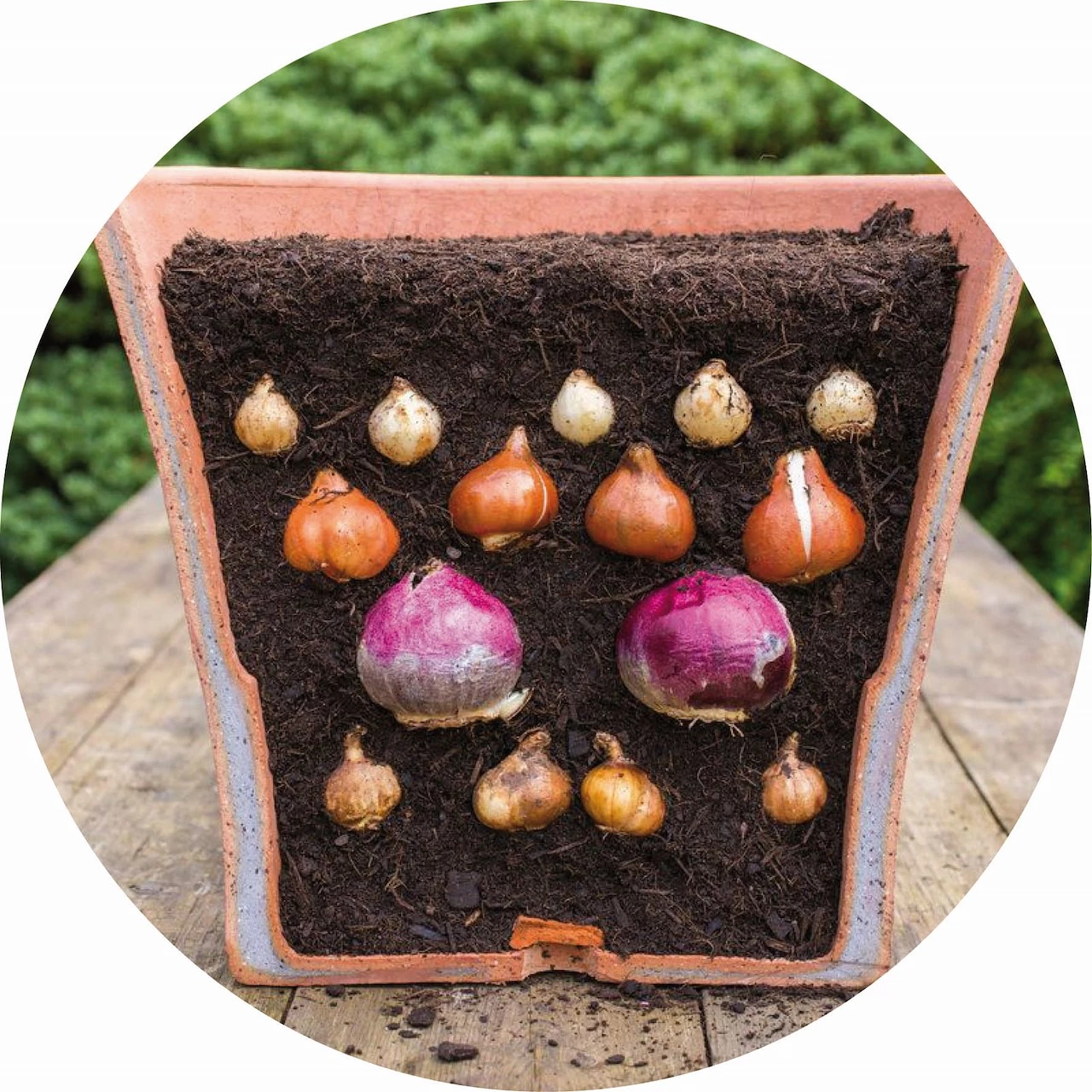 BBlasagne-4.jpg?format=webp