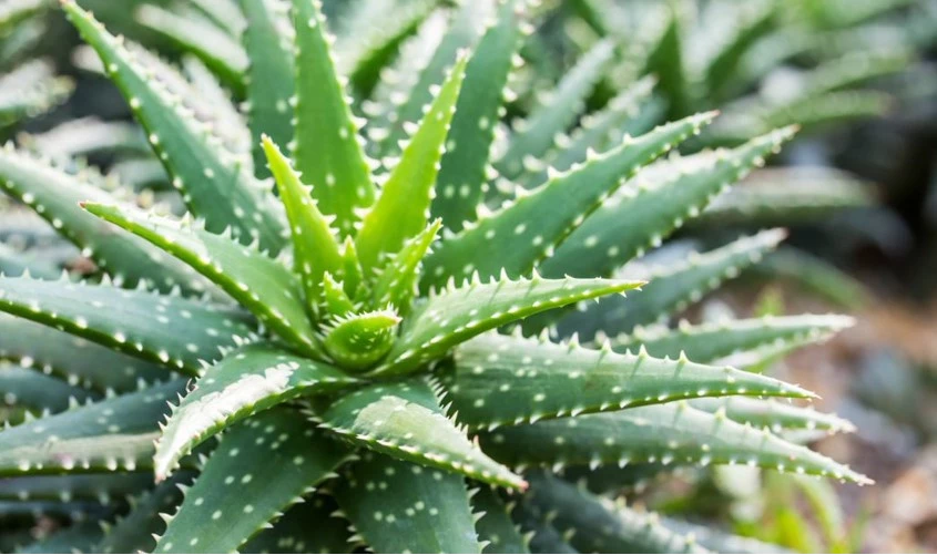 Blog Aloe vera header 638412654631657842