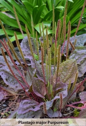 Blog Donkere bladplanten Plantago 638412493724306990