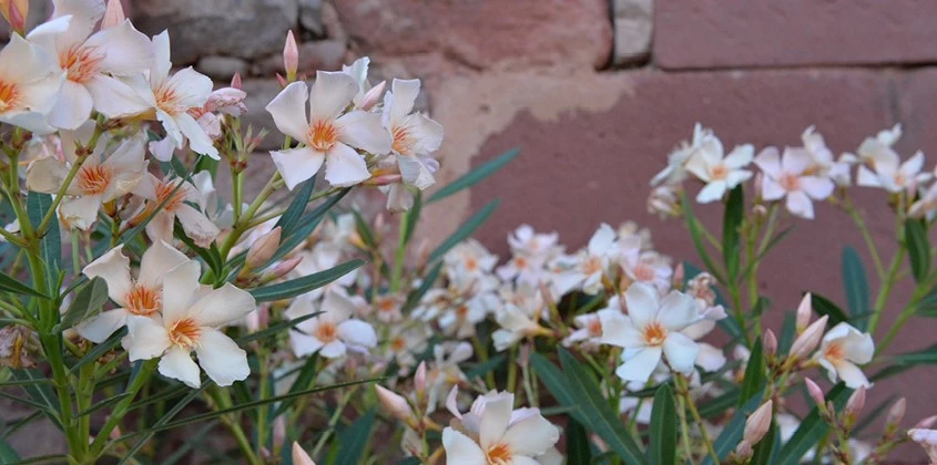 Blog Oleander Header 638817913956132074