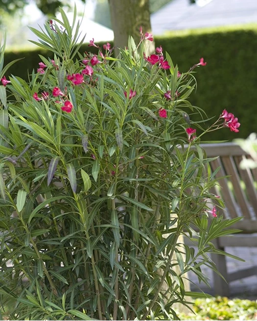 Blog Oleander extra 01 638817932883799131