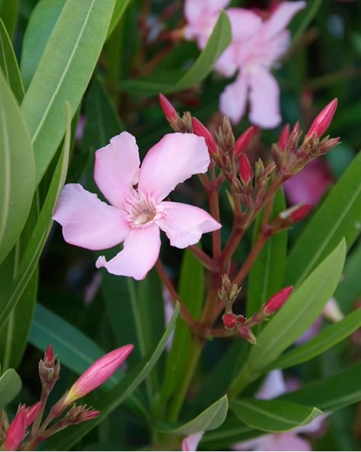 Blog Oleander extra 02 638817933120057566