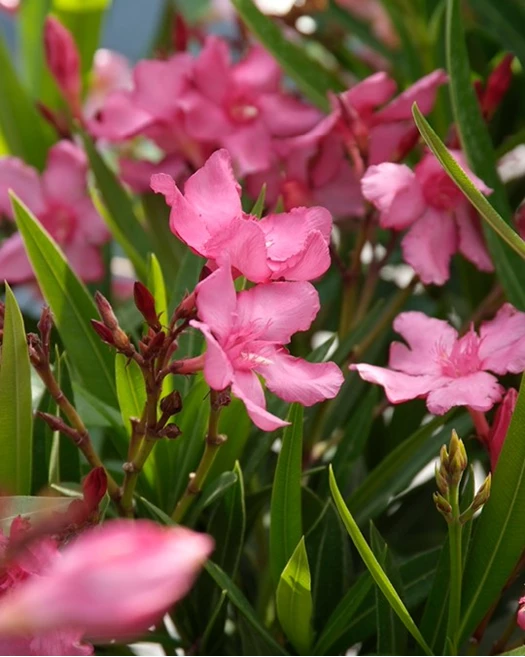 Blog Oleander kleuren 01 638817913770803149