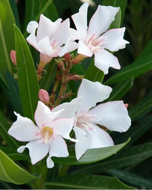 Blog Oleander kleuren 02 638817913866506591